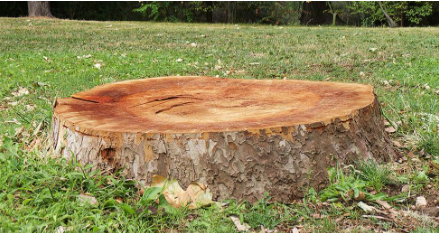 Tree Removal North Richland Hills TX
